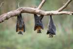 bat-removal-and-control-hanging-near-home[1]